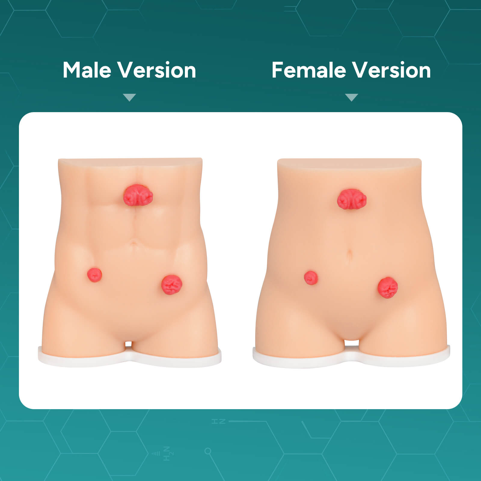 Handheld Stoma Demonstration Model Male and Female Set
