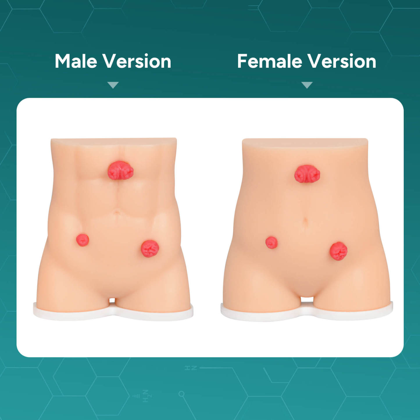 Handheld Stoma Demonstration Model Male and Female Set