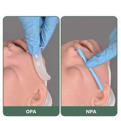 Infant Airway Management Trainer Head for OPA & NPA Practice
