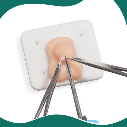 Infant Circumcision Trainer with Replaceable Foreskin