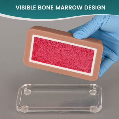 Transparent IO Injection Trainer with Bone Marrow - Angled Practice Surface