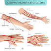IV Injection Arm for Phlebotomy Venipuncture Cannulation Practice ...