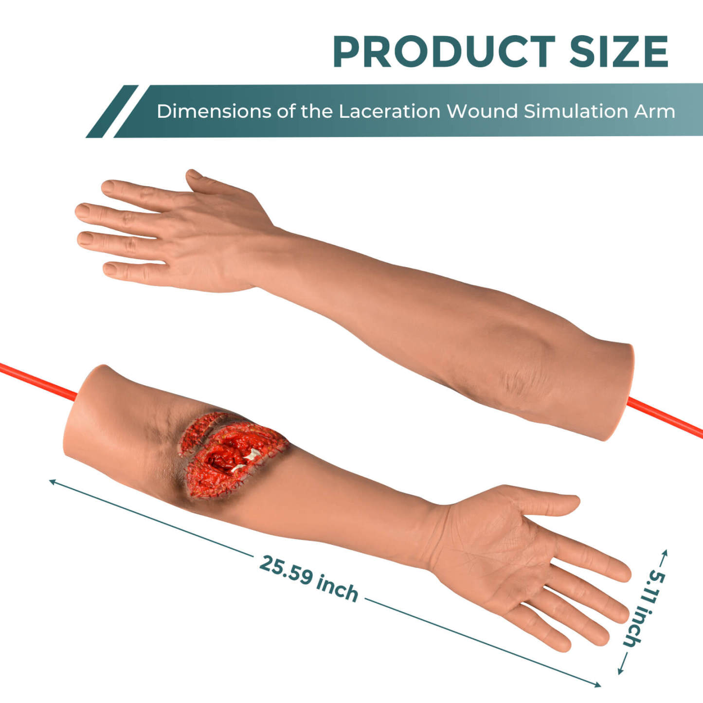 Lacerated Arm and Fractured Training Model Size