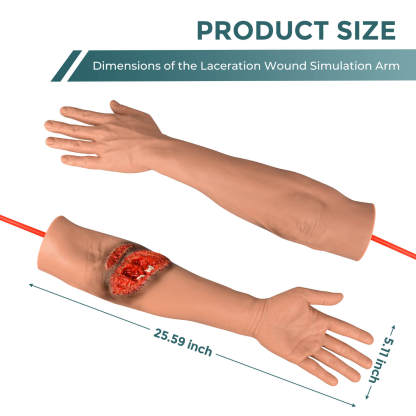 Lacerated Arm and Fractured Training Model Size