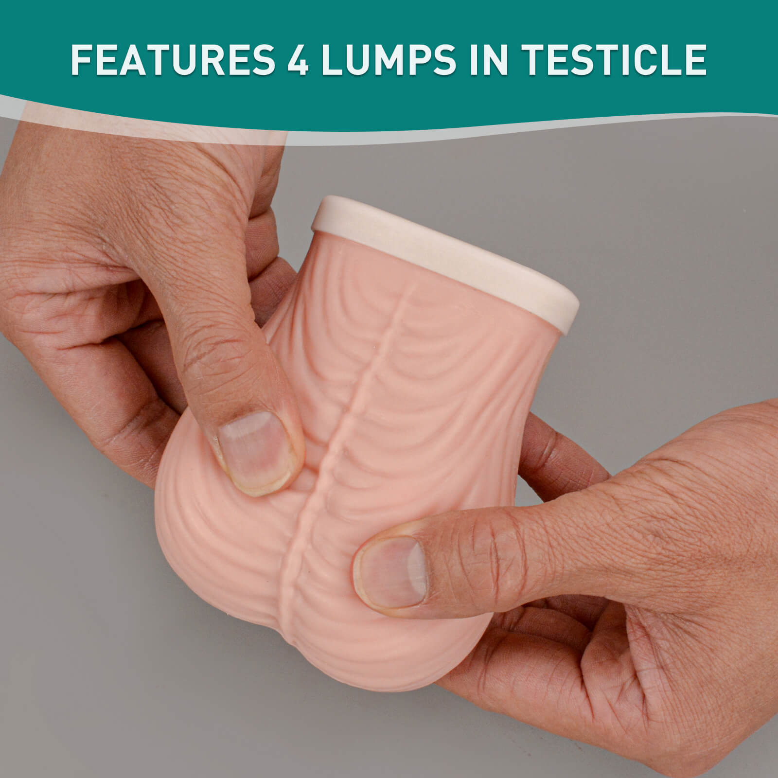 Testicular Examination Model with 4 Palpable Lumps