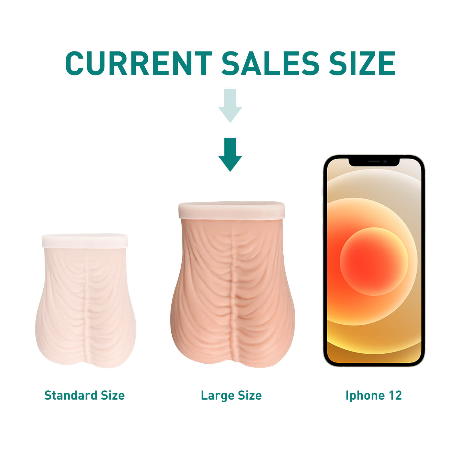 Testicular Examination Model Large Size