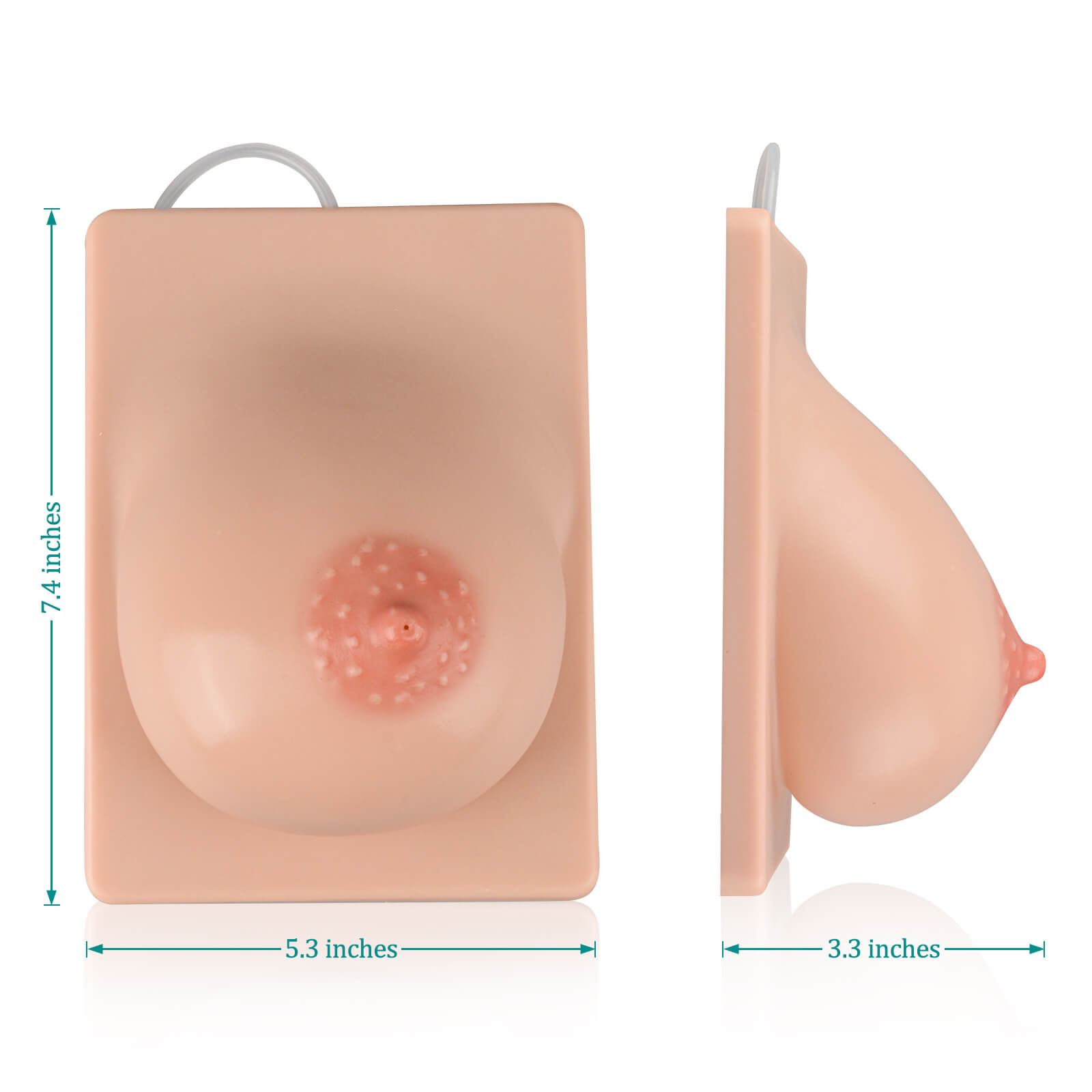 Left Lactation Breast Model Size