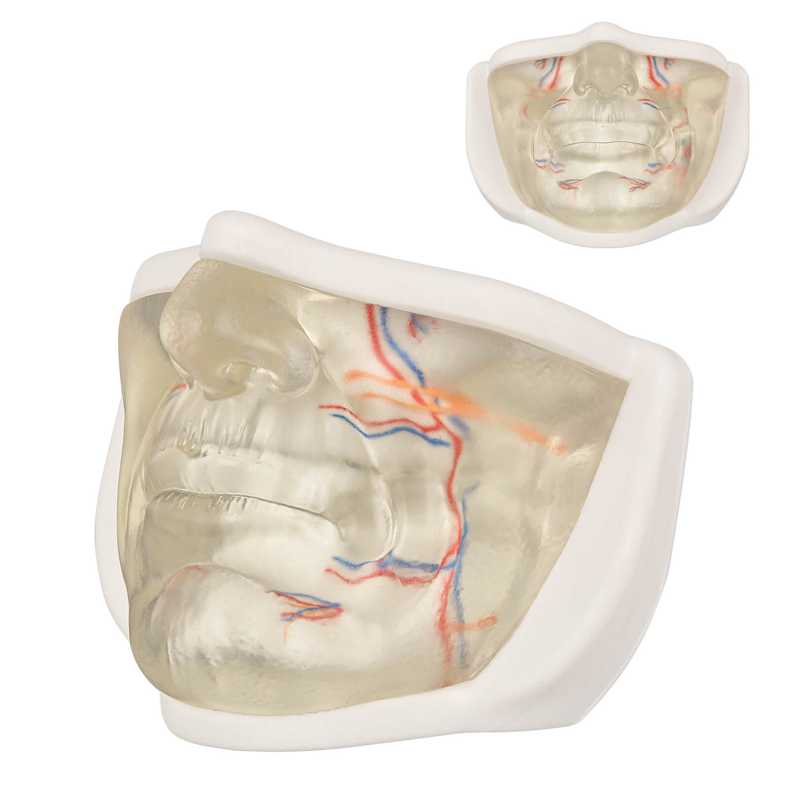 Transparent Lower Facial Injection Training Model with Simulated Blood Vessels