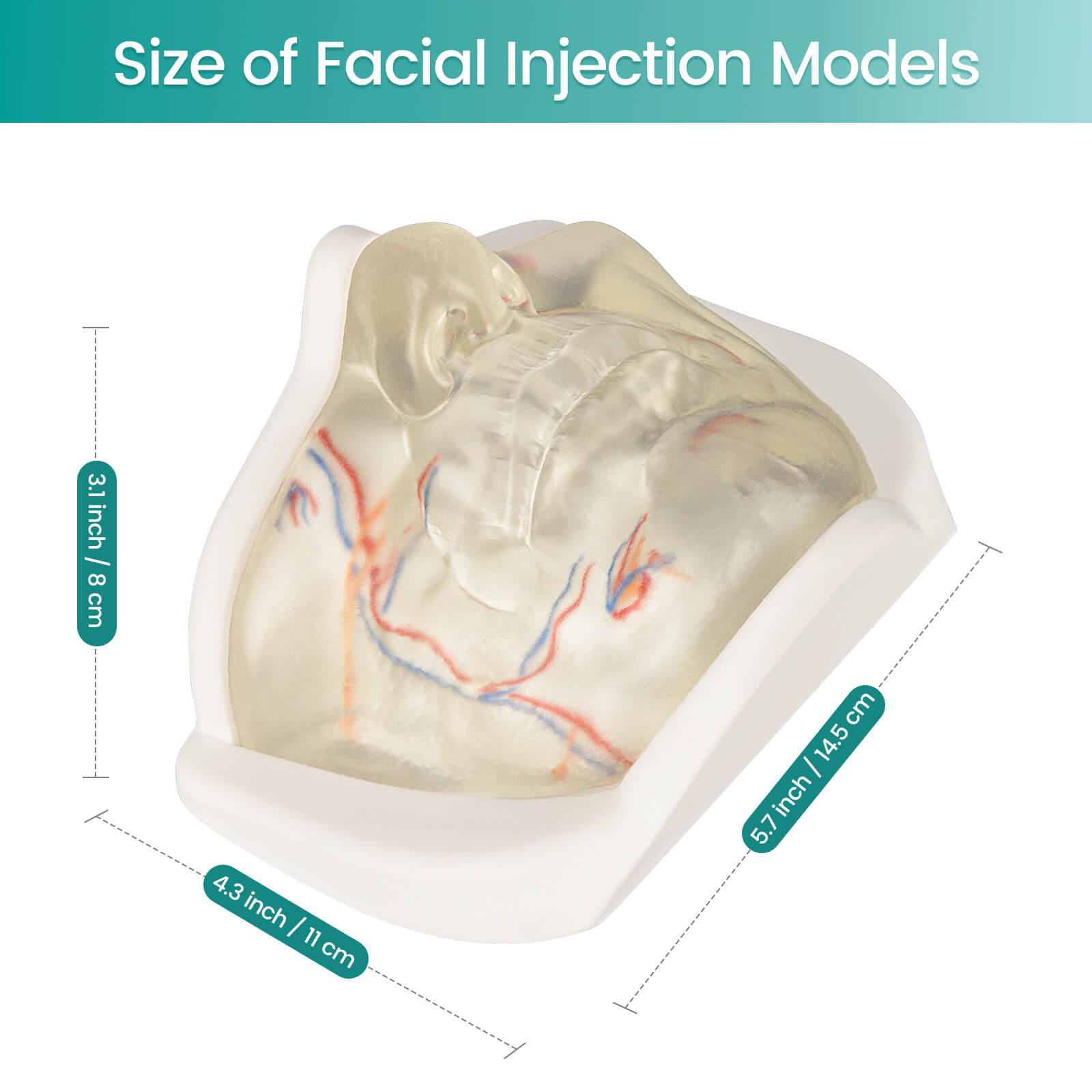 Transparent Lower Facial Injection Training Model with Simulated Blood Vessels
