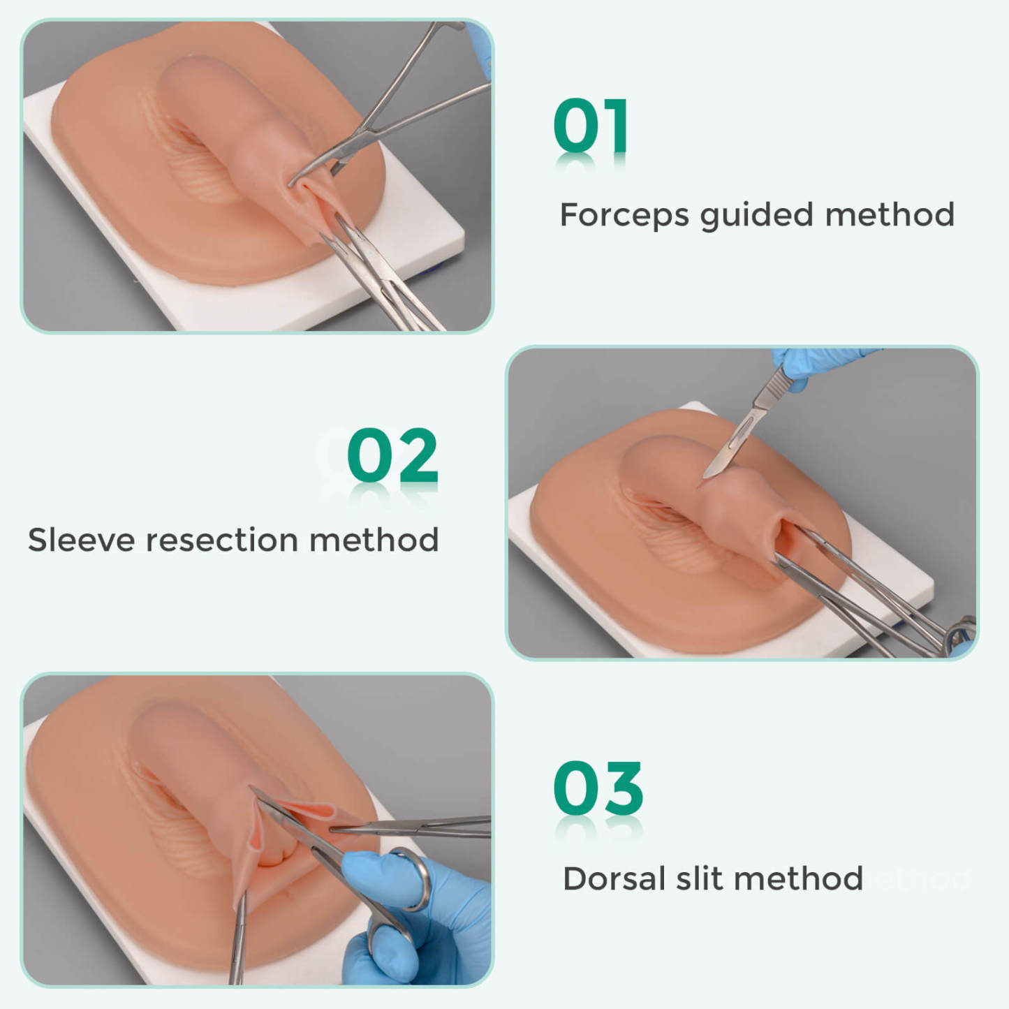 circumcision practice model