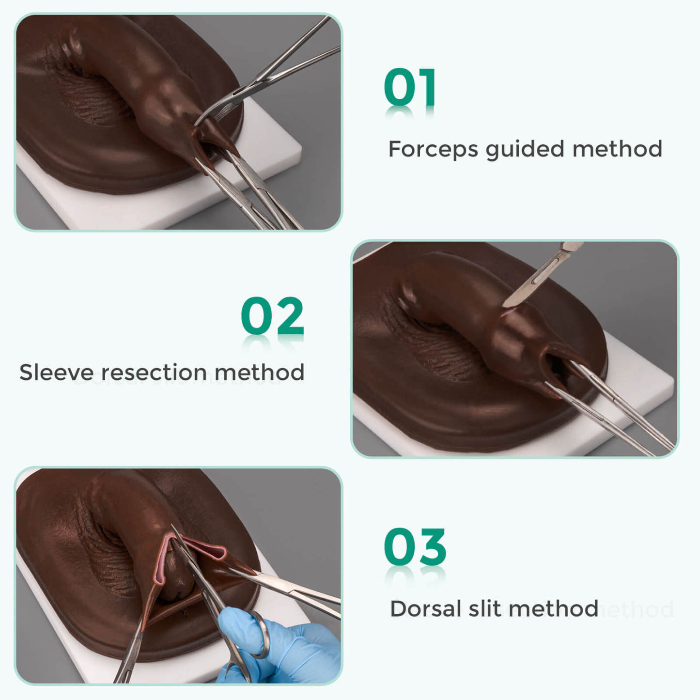 circumcision trainer for adult circumcision methods training