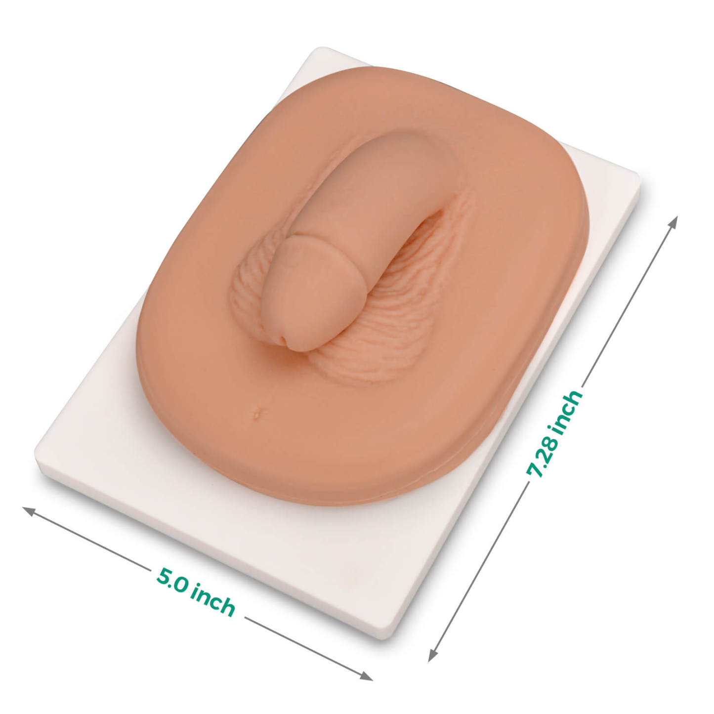 circumcision practice model size