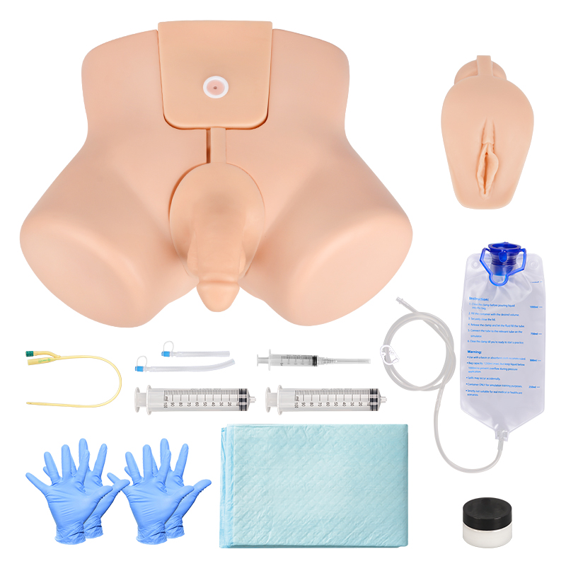 Male & Female Urinary Catheterization Simulator