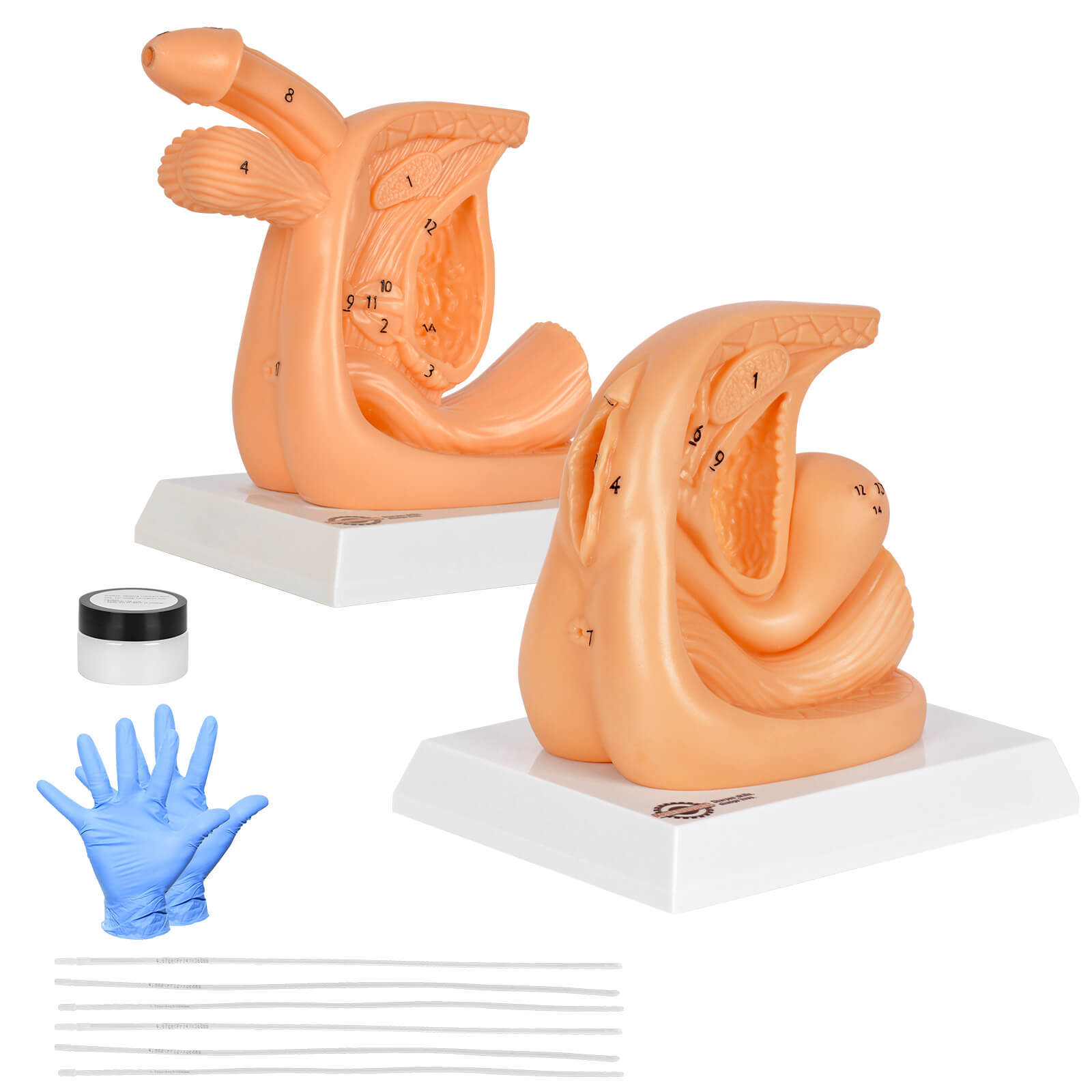 Male & Female Catheterization Training Model Set