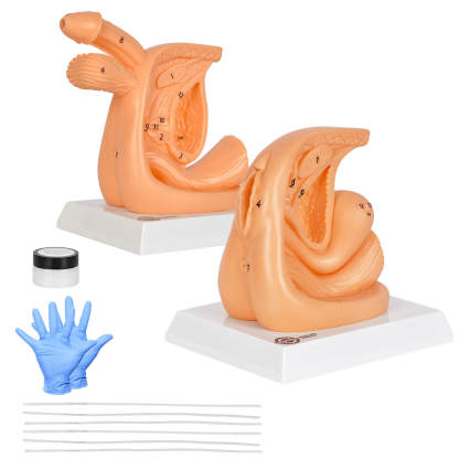 Male & Female Catheterization Training Model Set