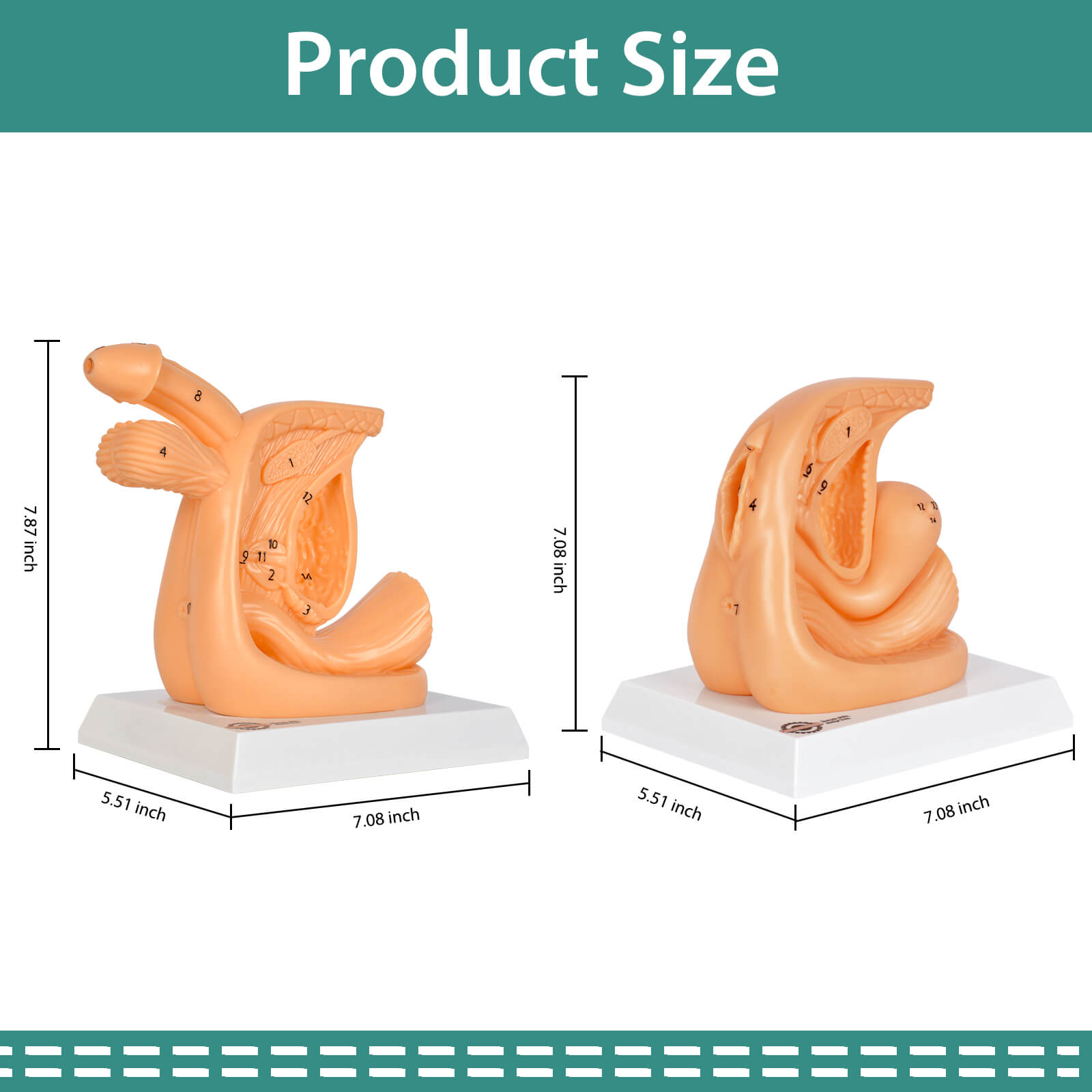 Male & Female Catheterization Training Model Size