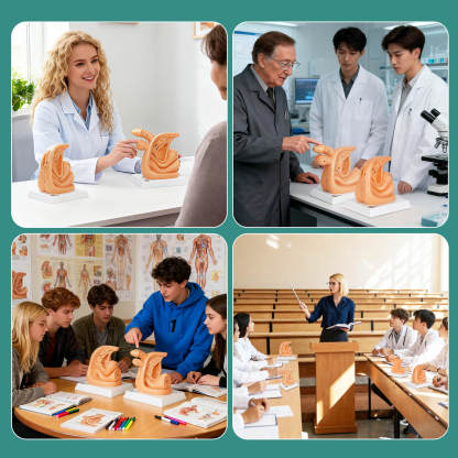 Male & Female Catheterization Training Model Set for Nursing Education