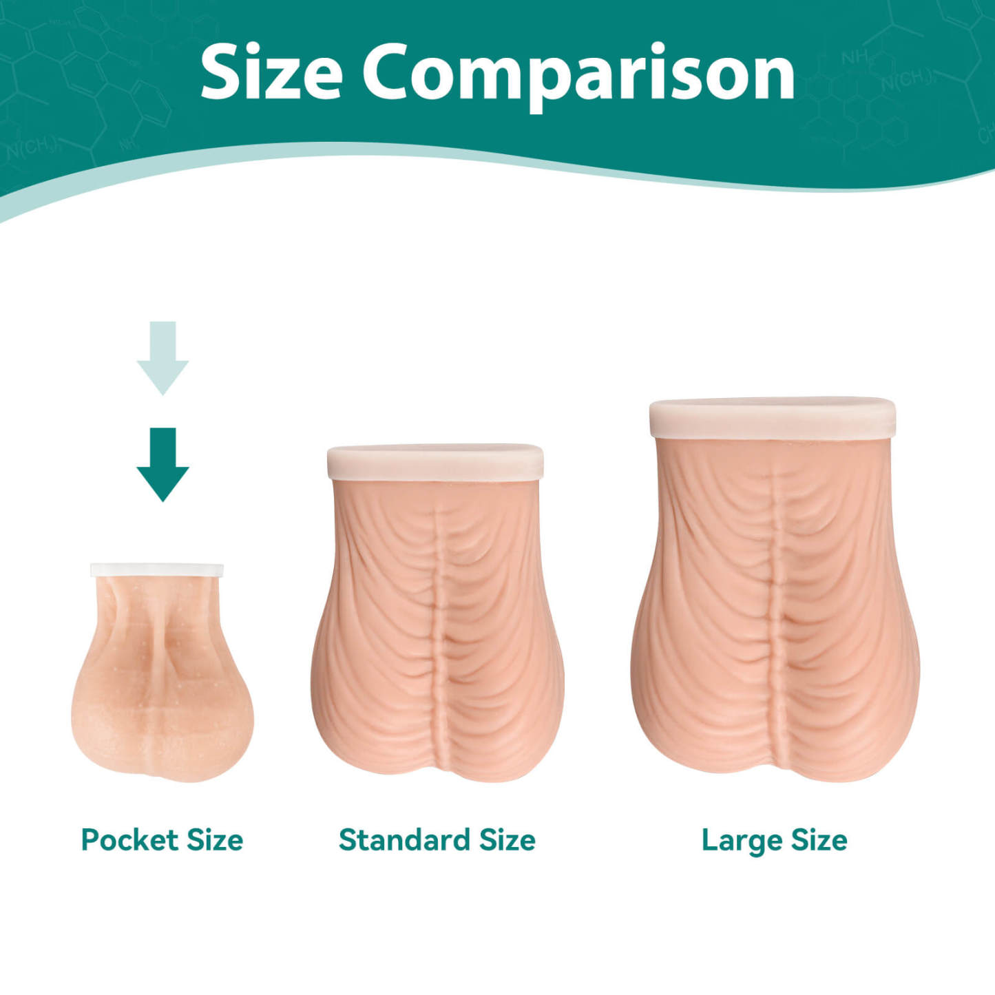 Testicular Model for TSE, 3 Sizes