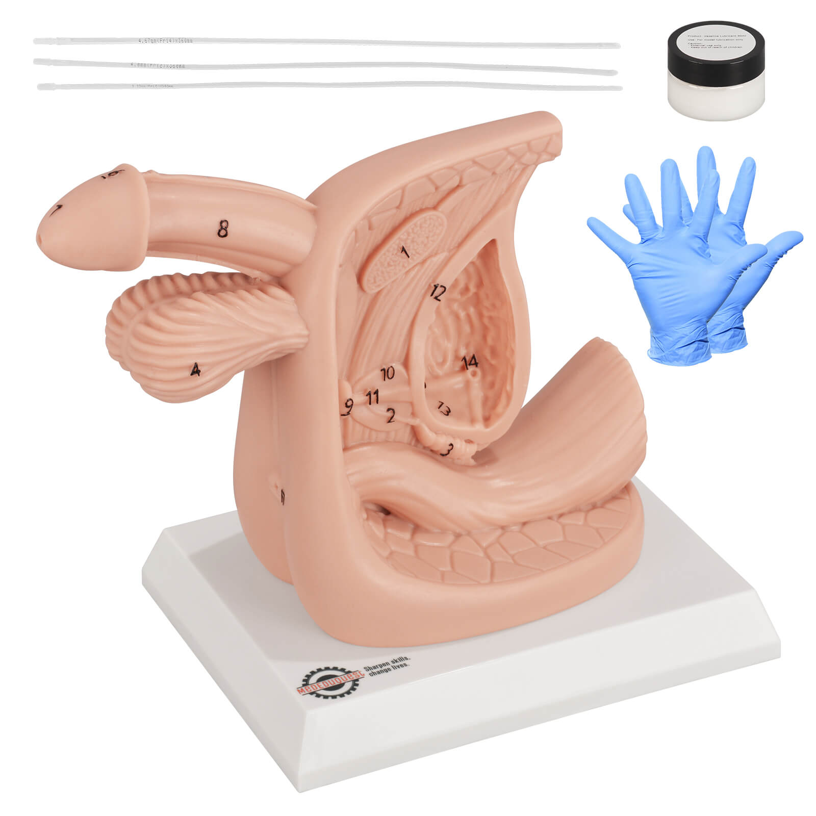 Male Urinary Catheterization Anatomy Display Model with Labels