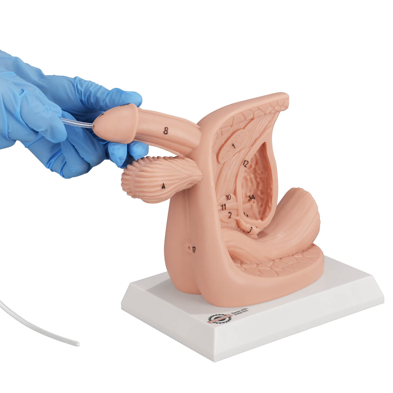 Male Urinary Catheterization Anatomy Display Model with Labels