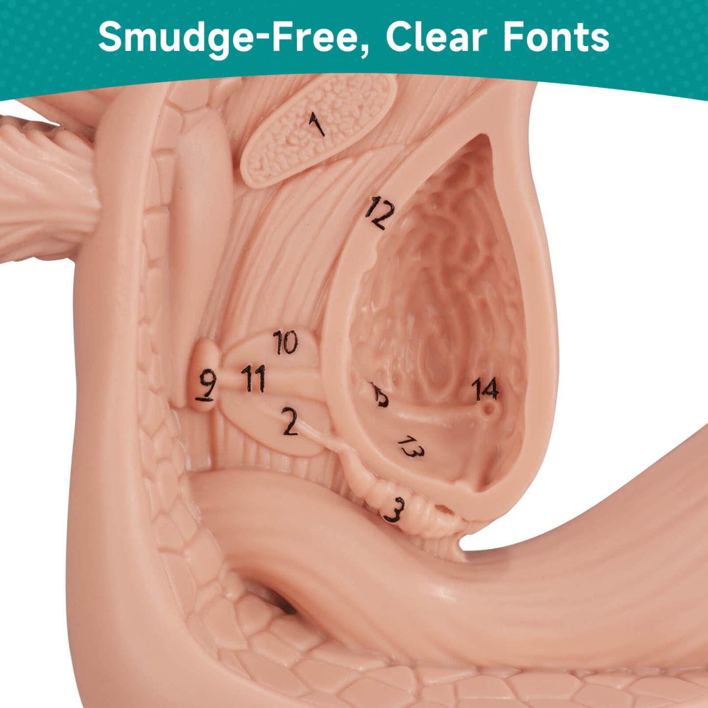 Male Urinary Catheterization Anatomy Display Model with Labels