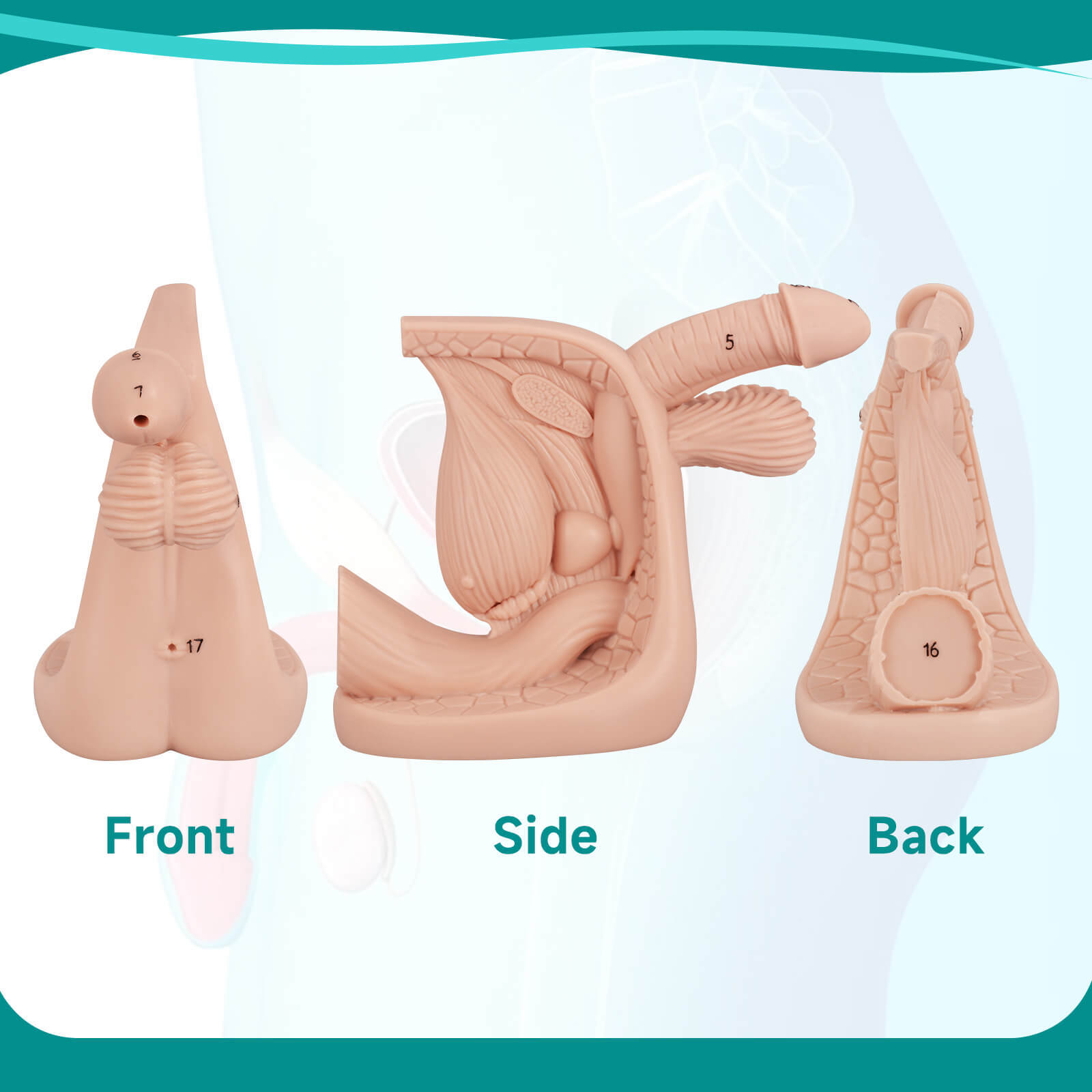 Male Urinary Catheterization Anatomy Model with Labels