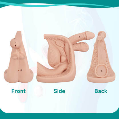 Male Urinary Catheterization Anatomy Display Model with Labels