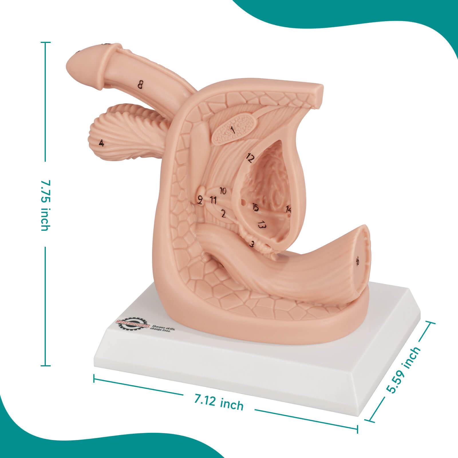 Male Urinary Catheterization Anatomy Model with Labels Size