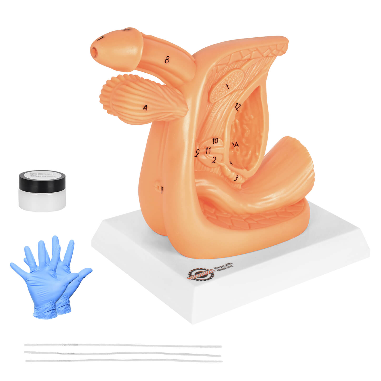 Male Urinary Catheterization Practice Model with Numbered Anatomy