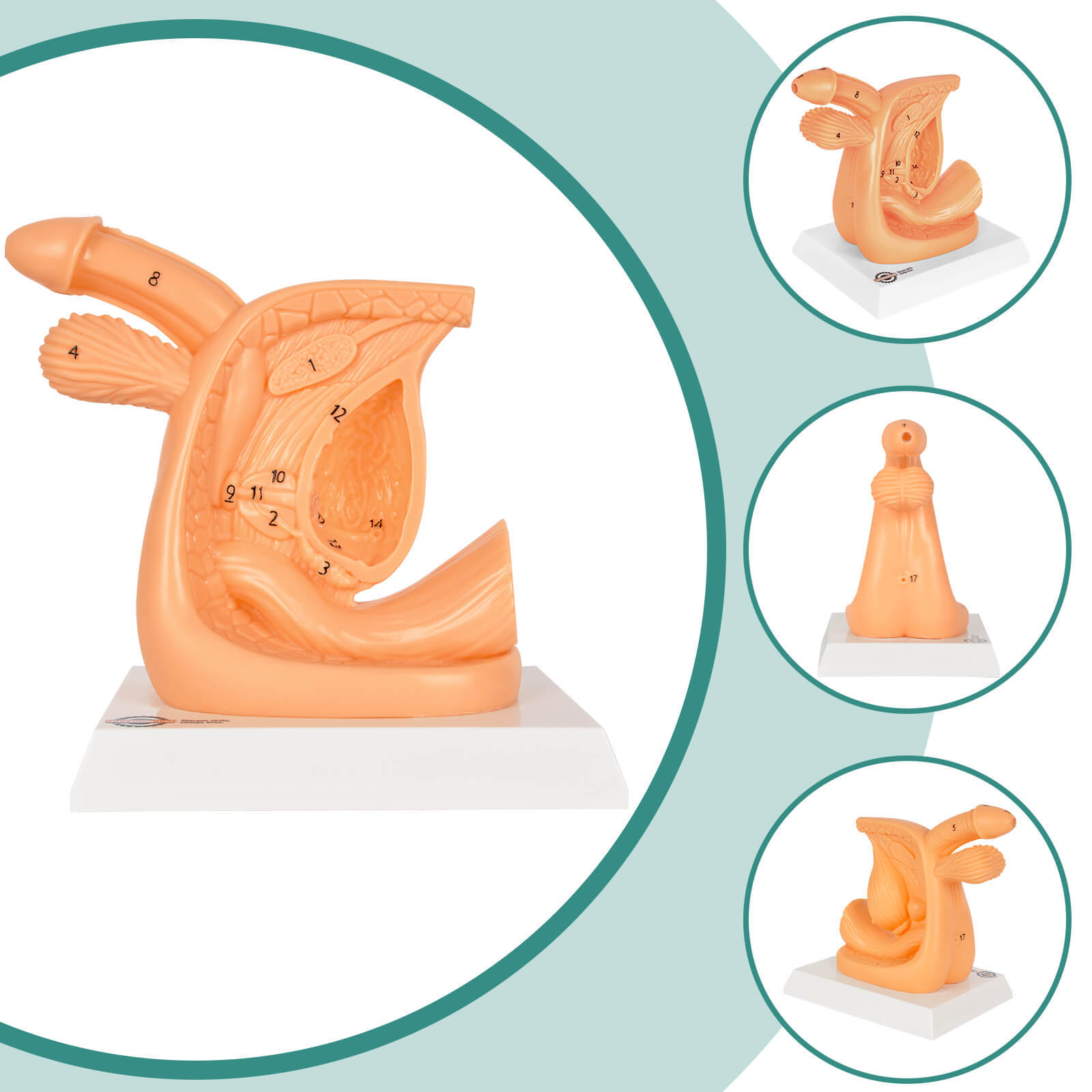 Male Urinary Catheterization Practice Model with Numbered Anatomy