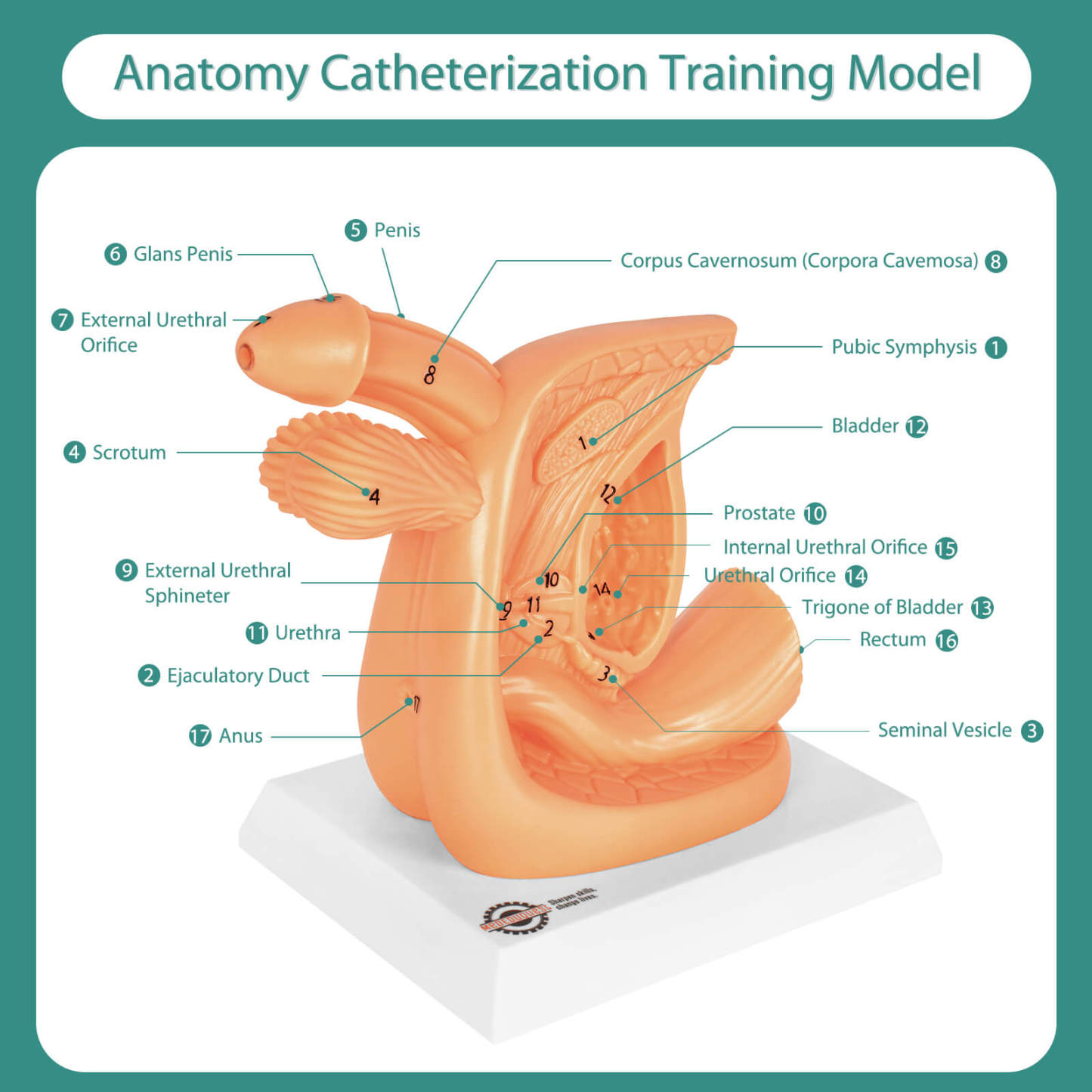 Male Urinary Catheterization Practice Model with Numbered Anatomy