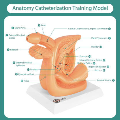 Male Urinary Catheterization Practice Model with Numbered Anatomy