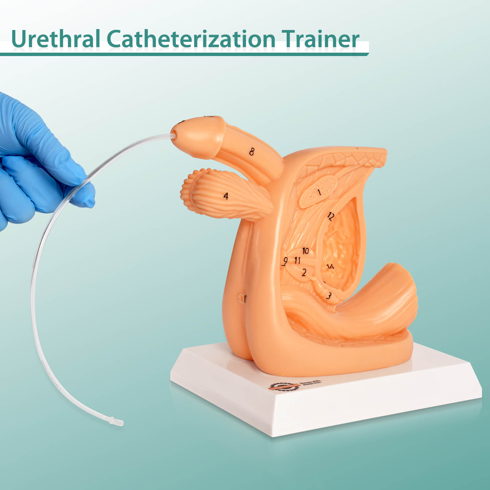 Male Catheterization Training Model for Practice