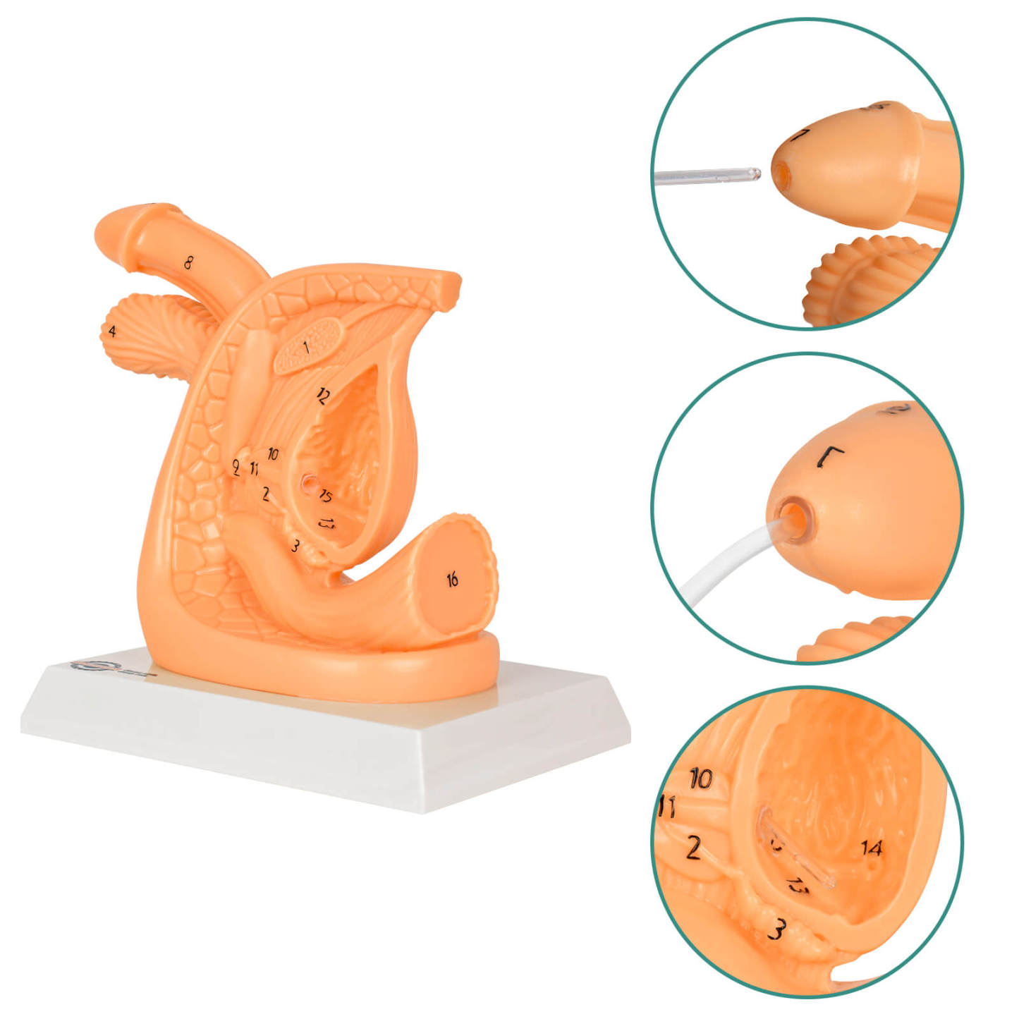 Male Urinary Catheterization Practice Model with Numbered Anatomy