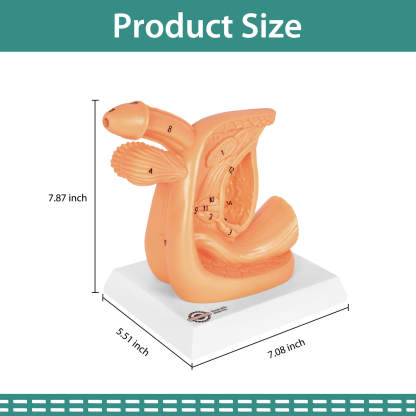 Male Urinary Catheterization Practice Model with Numbered Anatomy