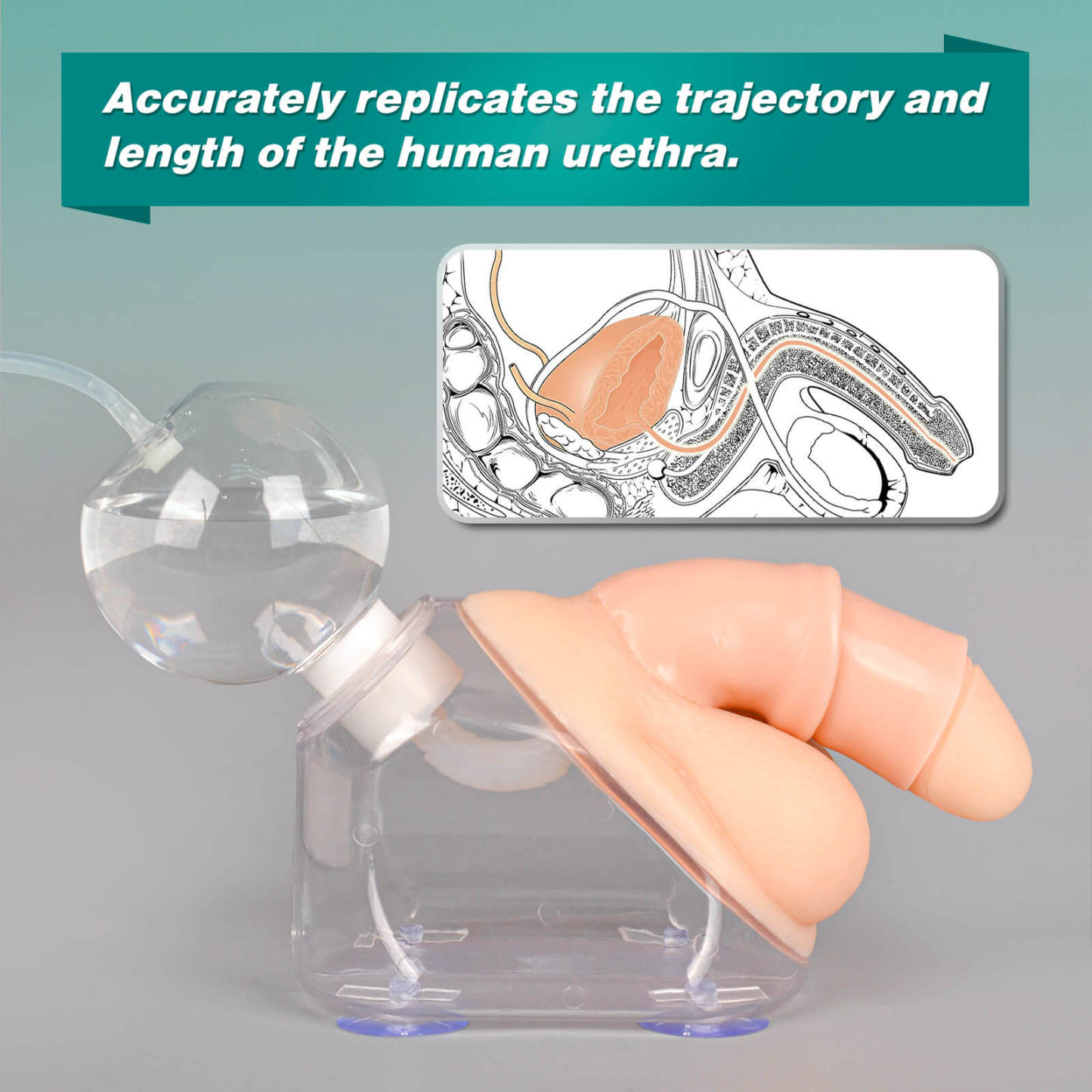 Male Urinary Catheterization Training Kit