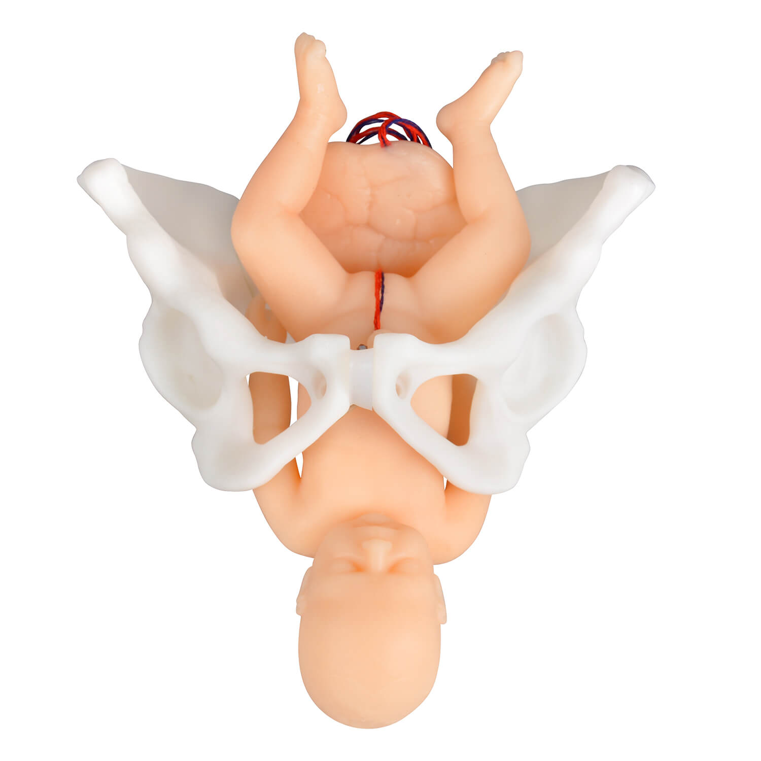 Mini Childbirth Education Model with Fetal & Pelvis