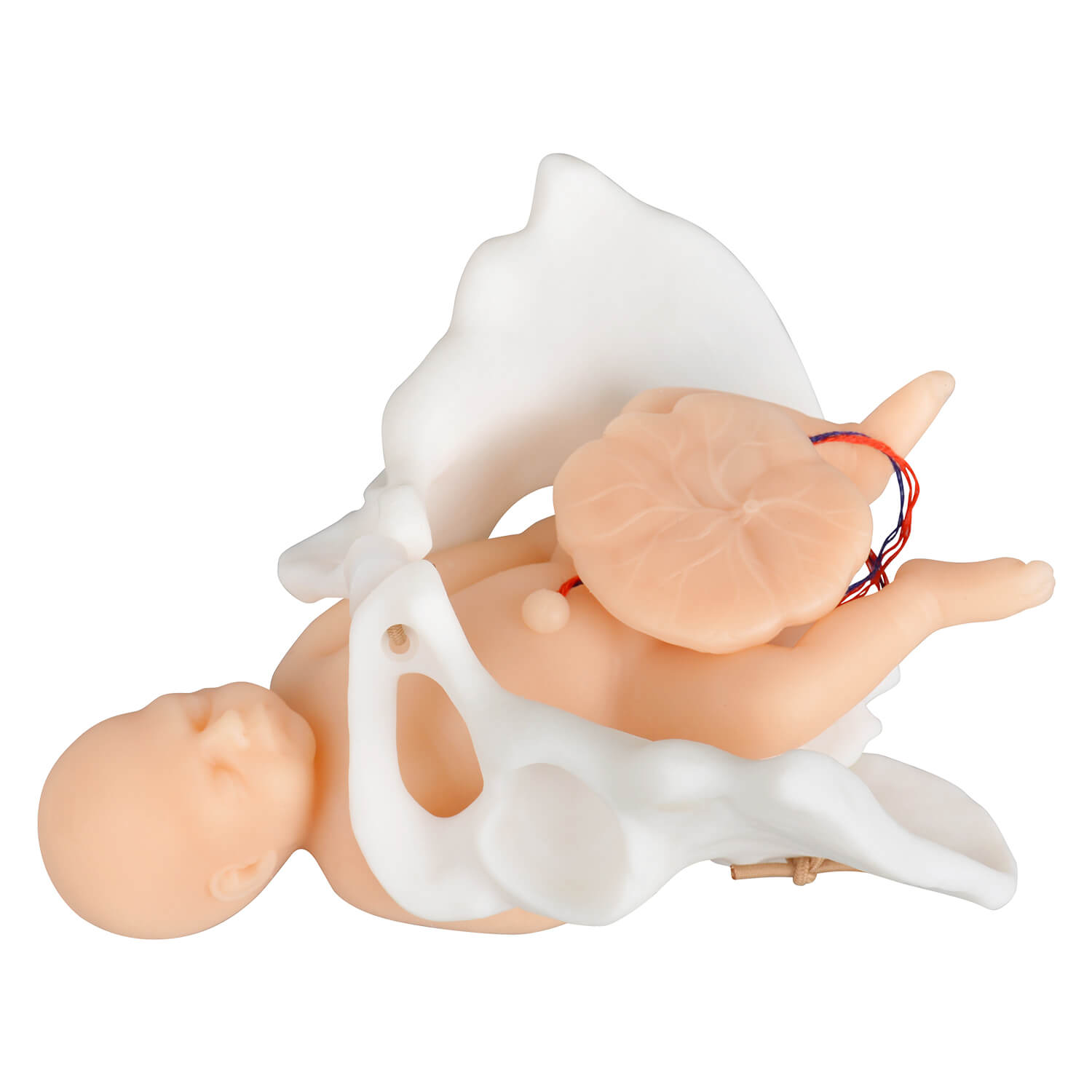 Mini Childbirth Education Model with Fetal & Pelvis