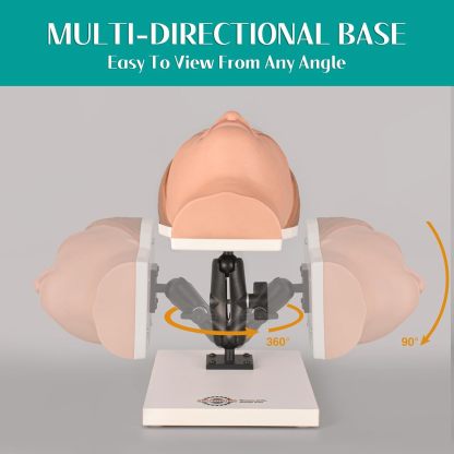 Facial Injection Manikin with Feminine Features - Nana Model