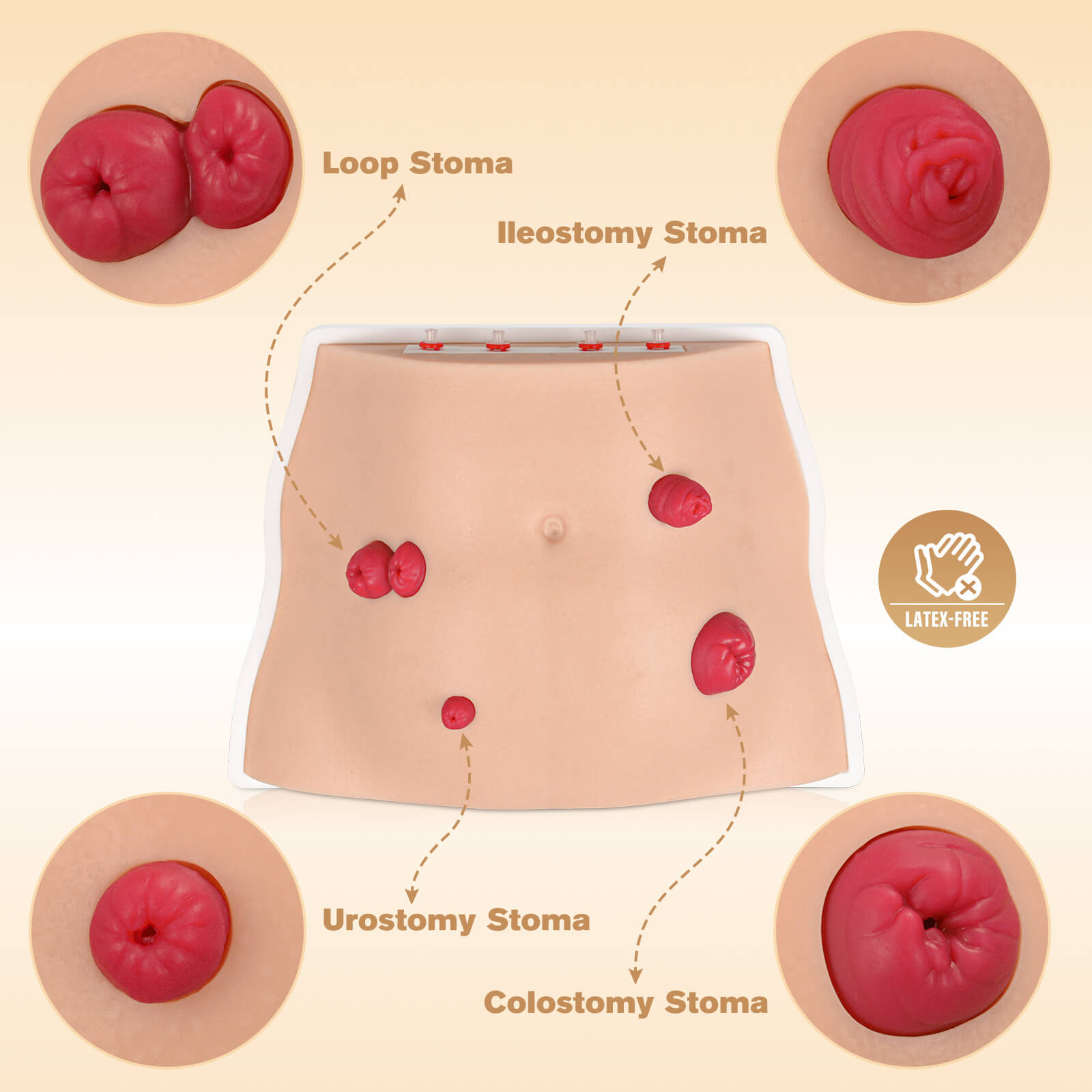 Ostomy Care Simulator with Adjustable Display Bracket
