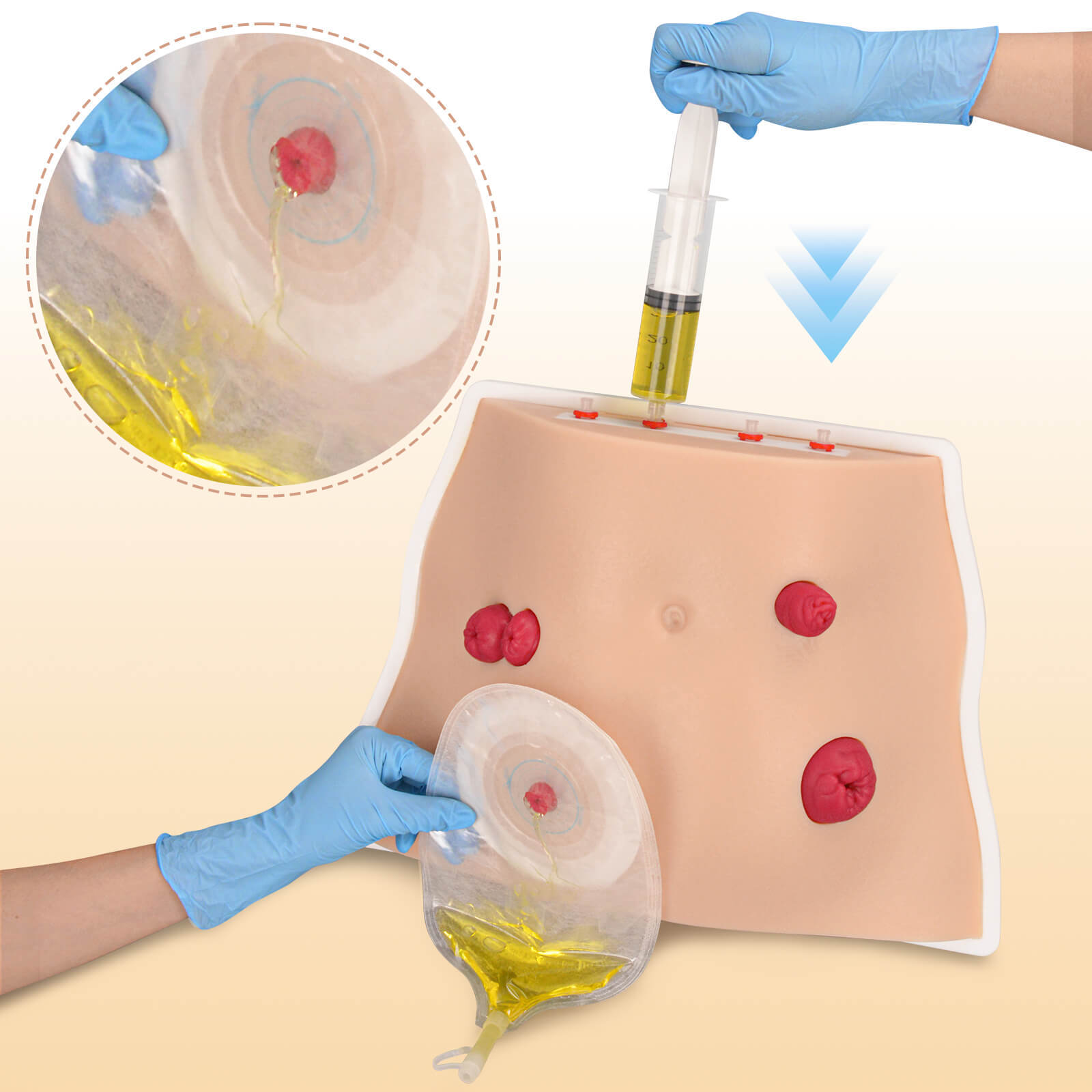 Ostomy Care Simulator with Adjustable Display Bracket