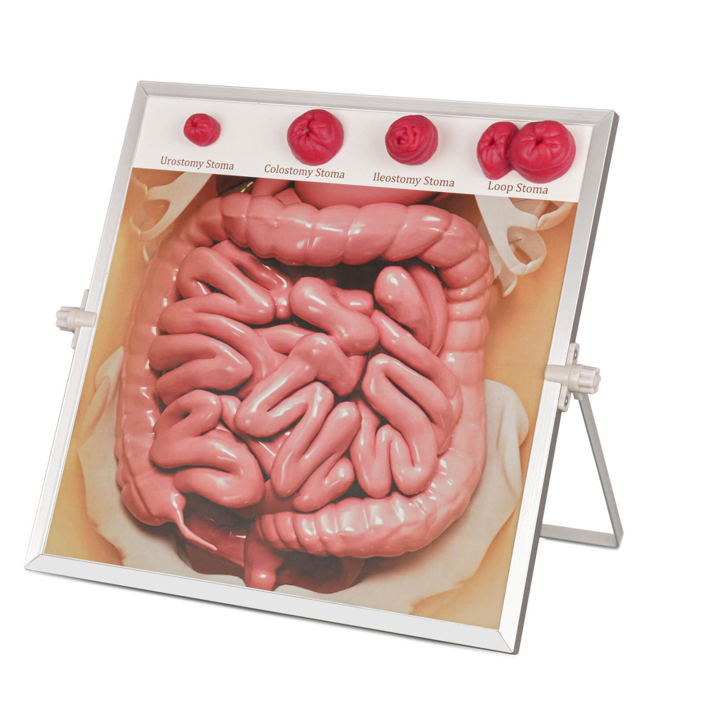 Hangable & Tabletop Ostomy Teaching Model Kit