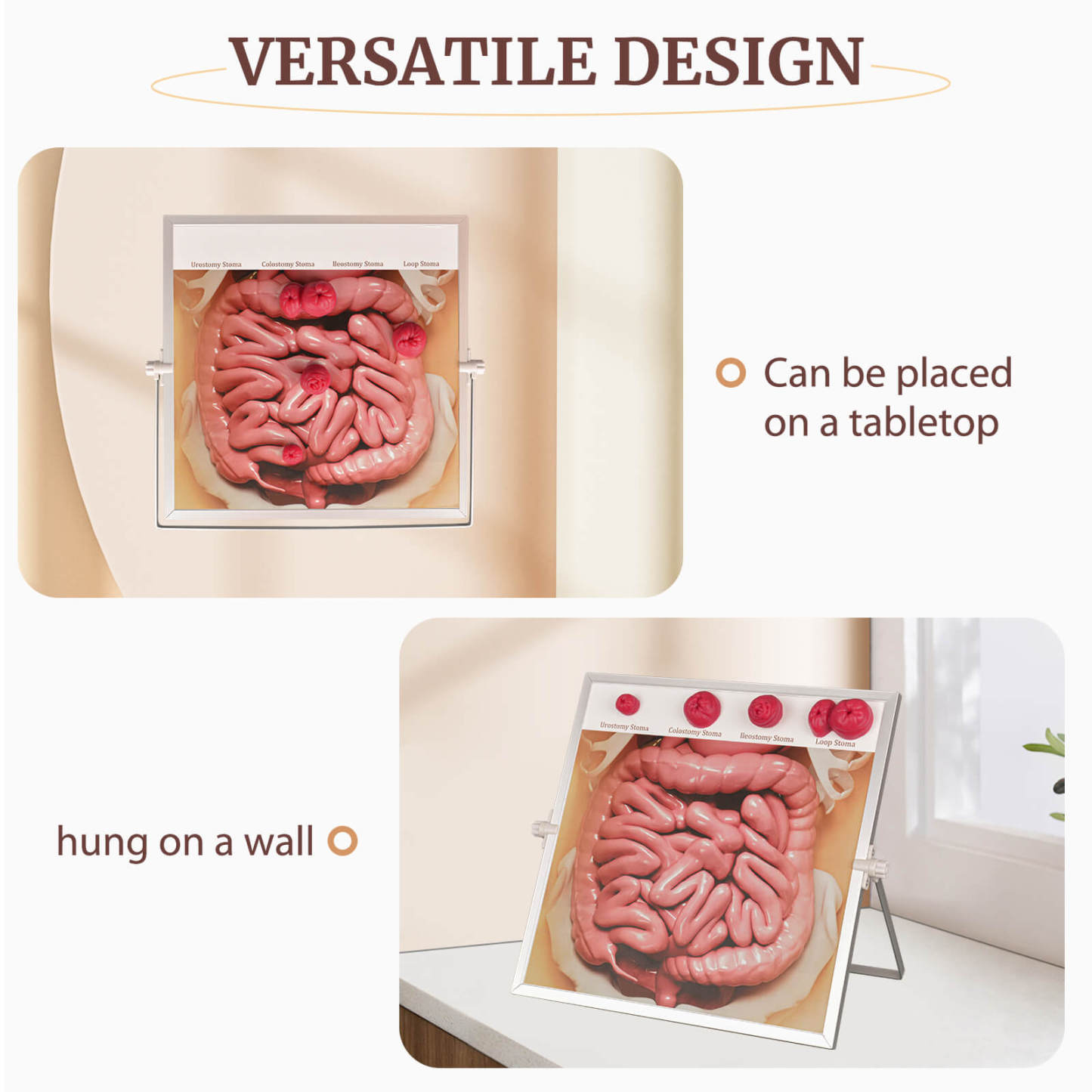 Hangable & Tabletop Ostomy Model Kit for Patient Education