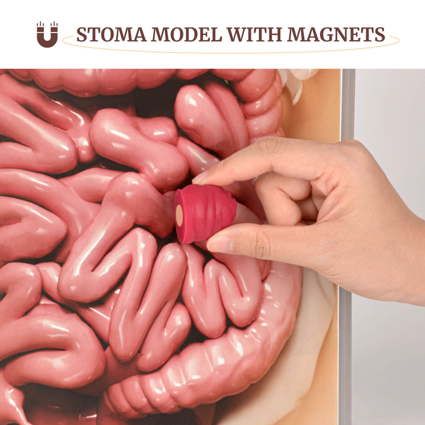 Hangable & Tabletop Ostomy Model Kit