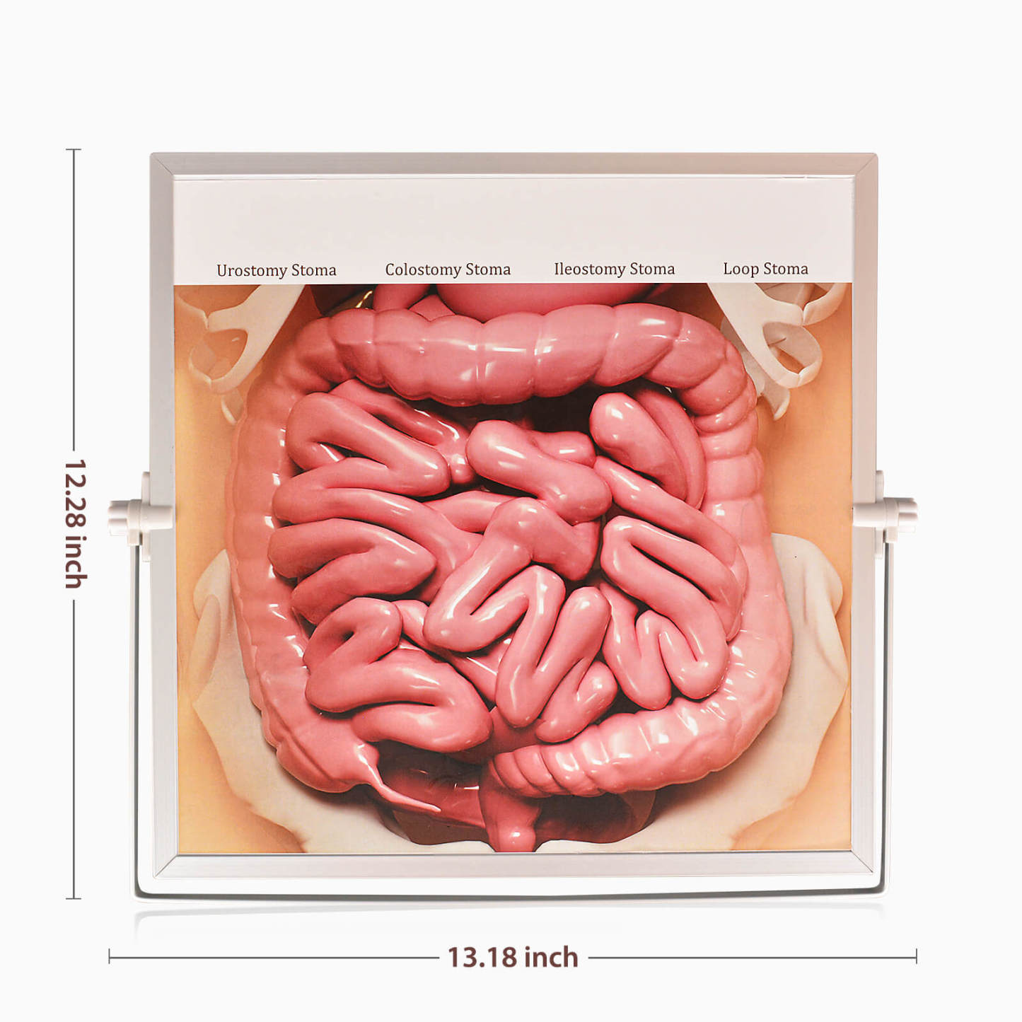 Hangable and Tabletop Ostomy Model Kit Size