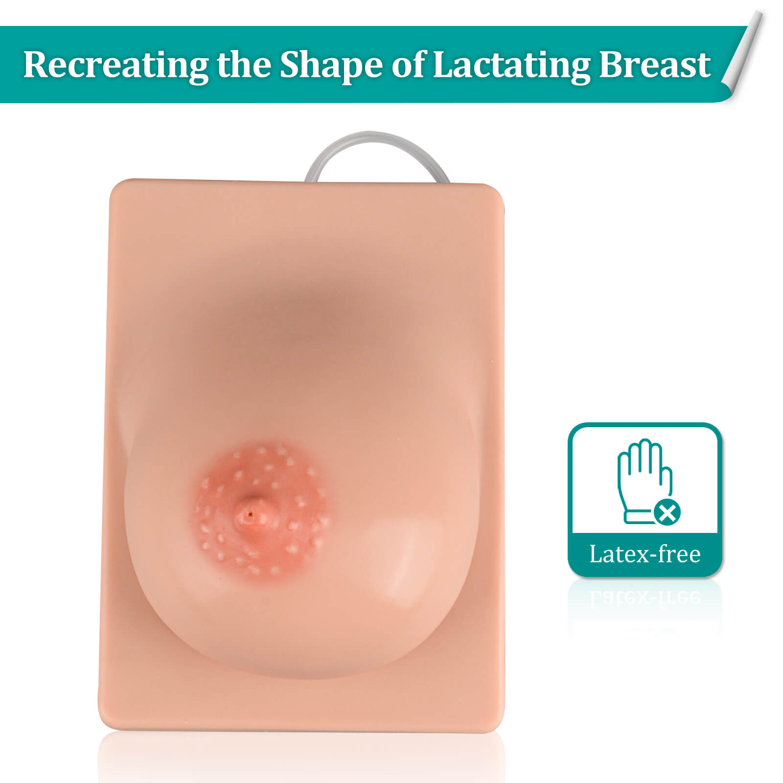Realistic Lactation Breast Model for Breastfeeding Massage Education, Right