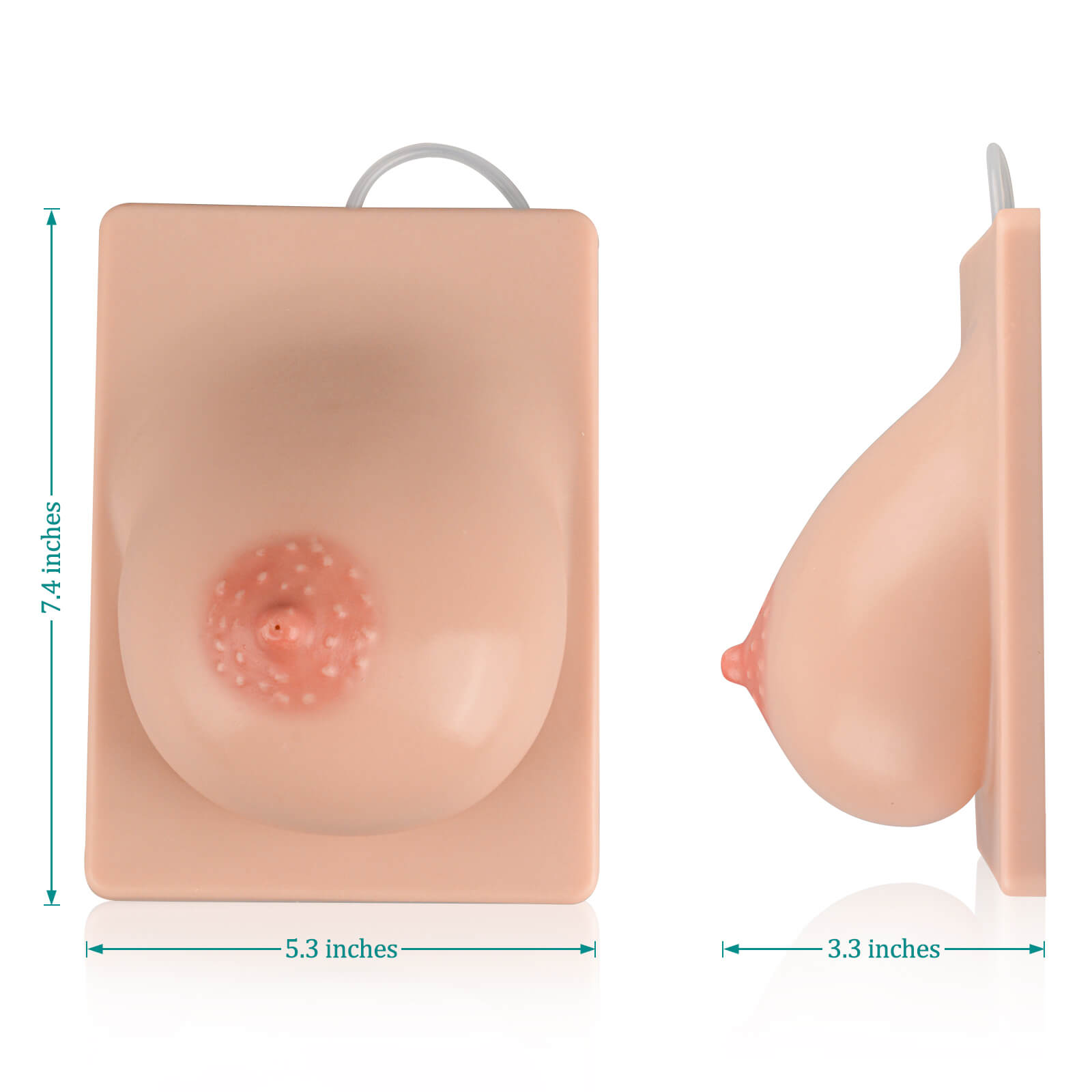 Right Lactation Breast Model Size