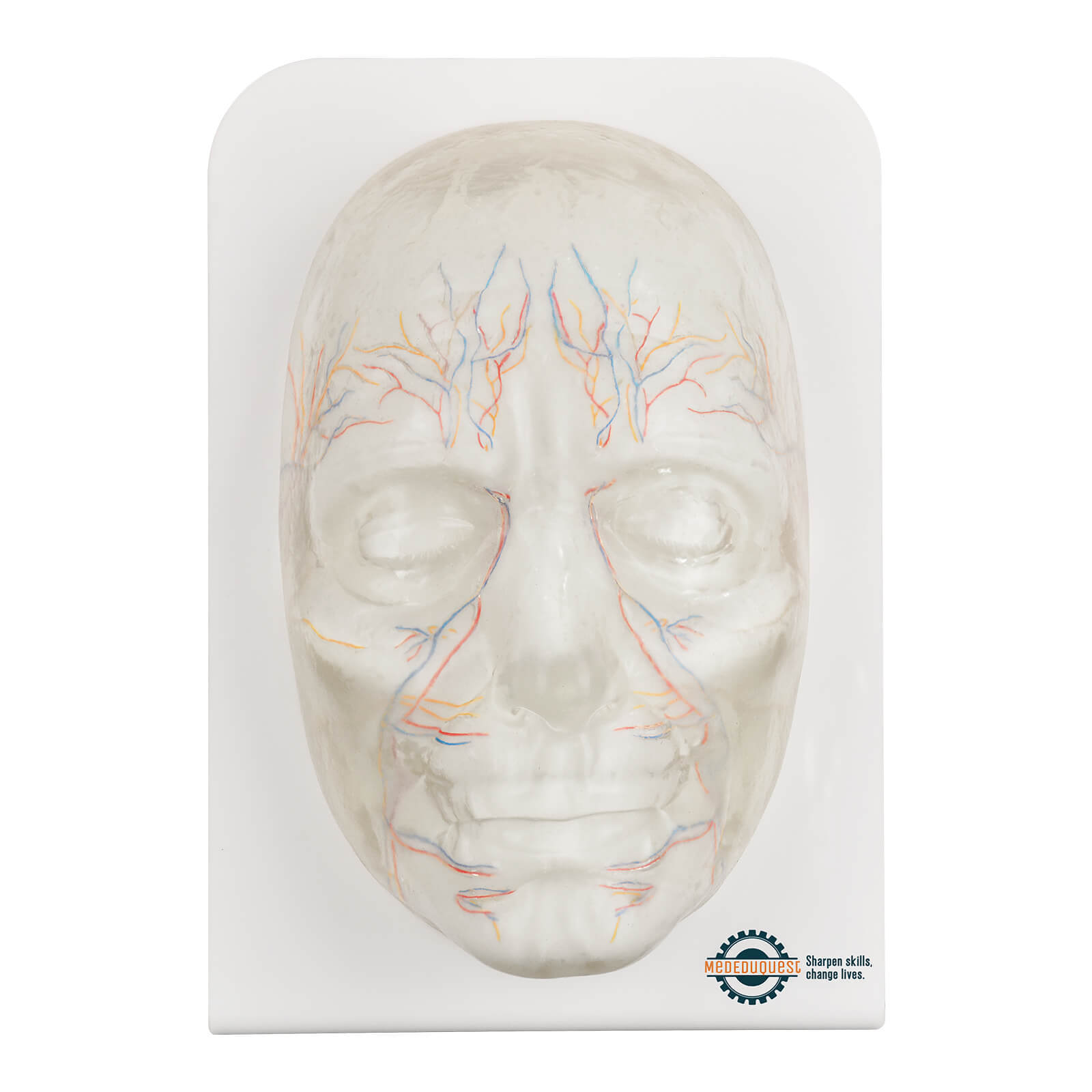 Transparent Full Face Injection Model with Vessels & Nerves
