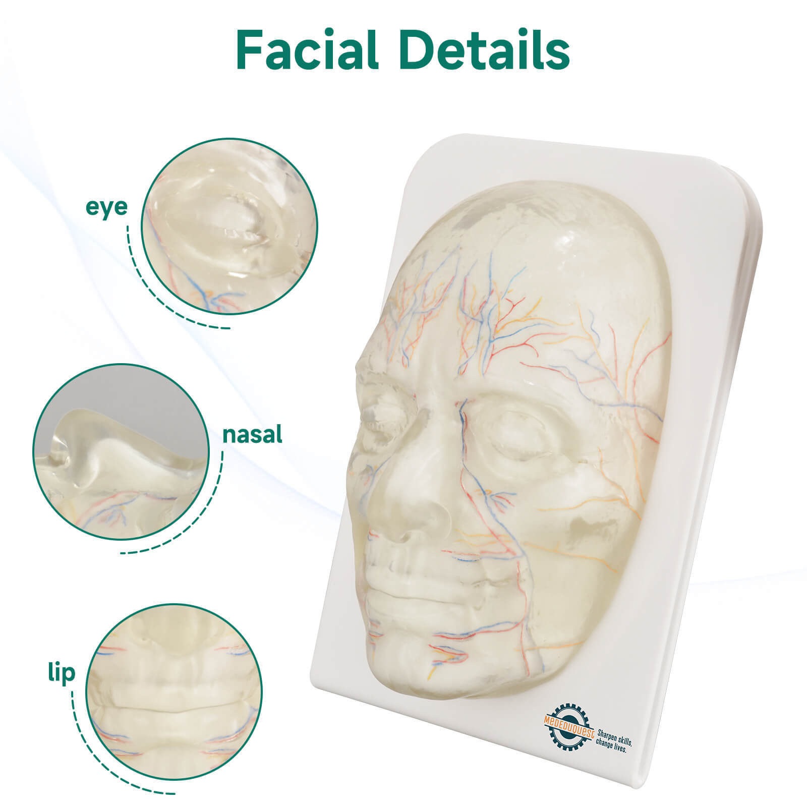 Transparent Full Face Injection Model with Vessels & Nerves
