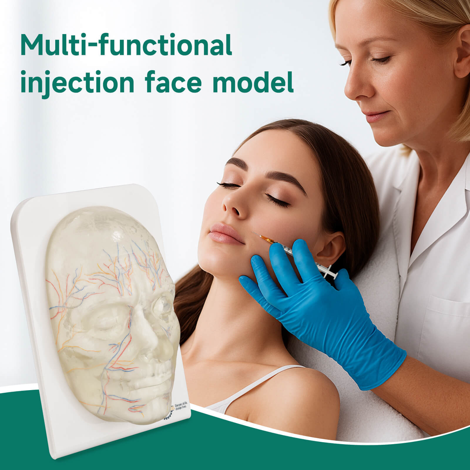 Transparent Full Face Injection Model with Vessels & Nerves